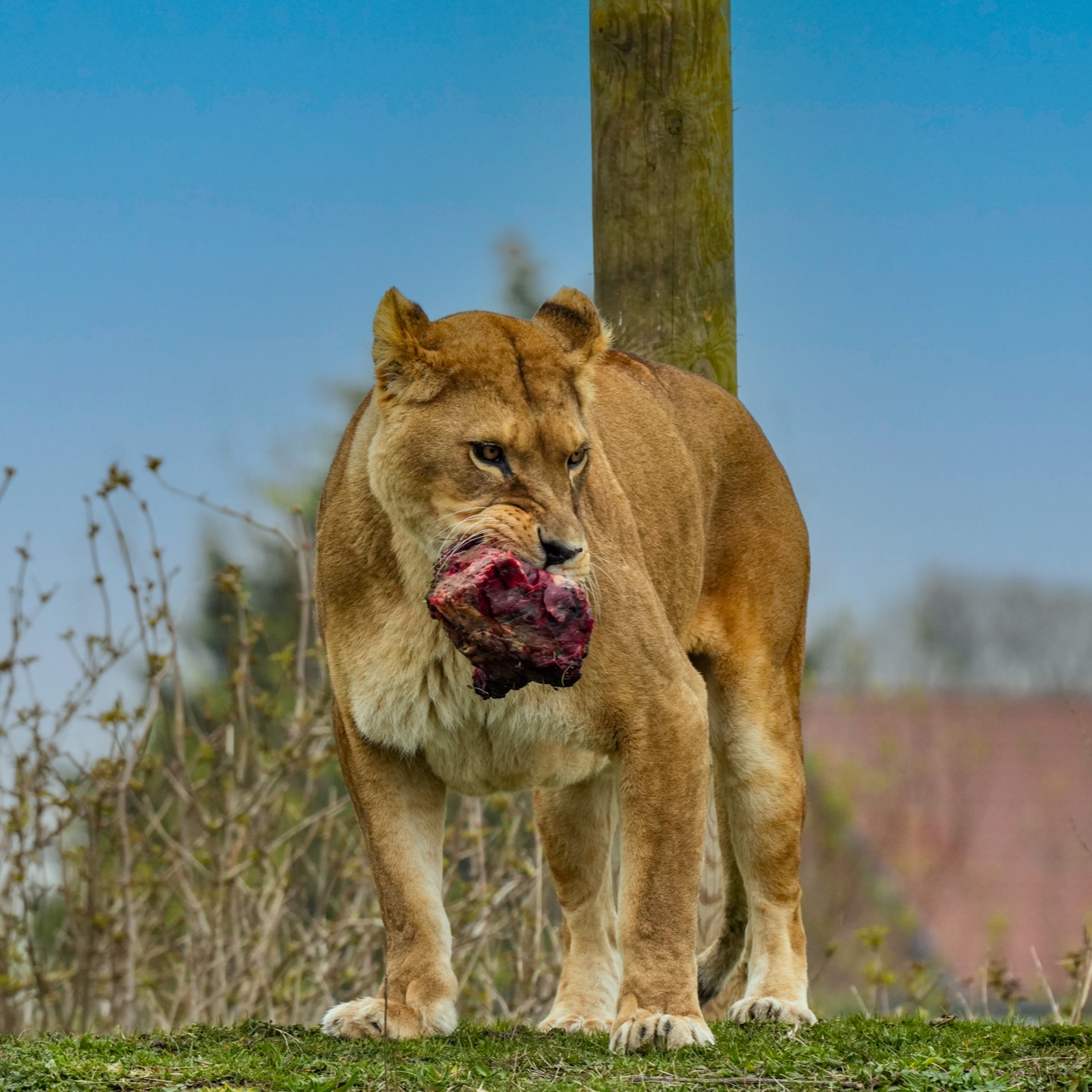 493320612 1106213654886015 6572127210993003502 N