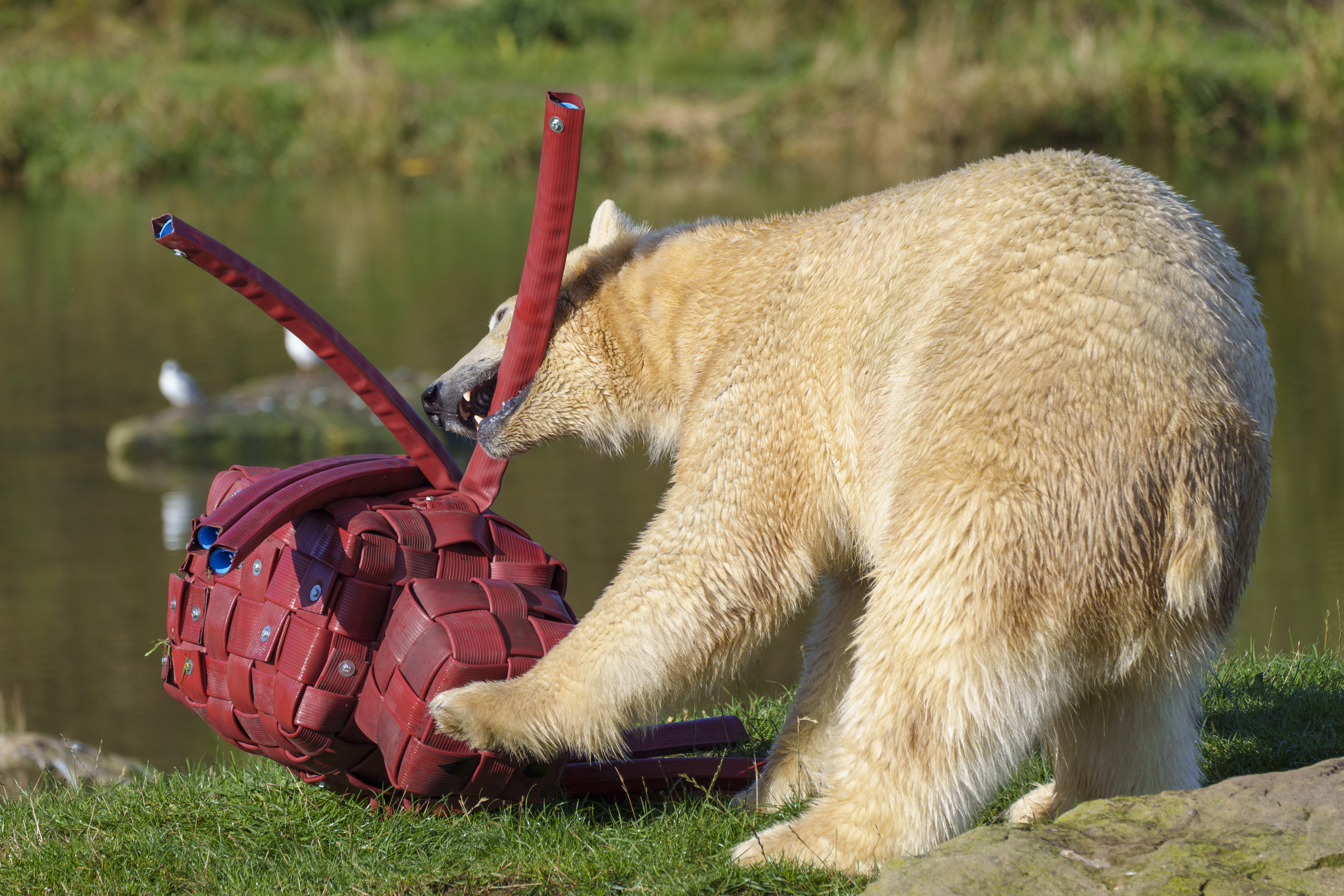 Ywp Halloween Polarbear 005