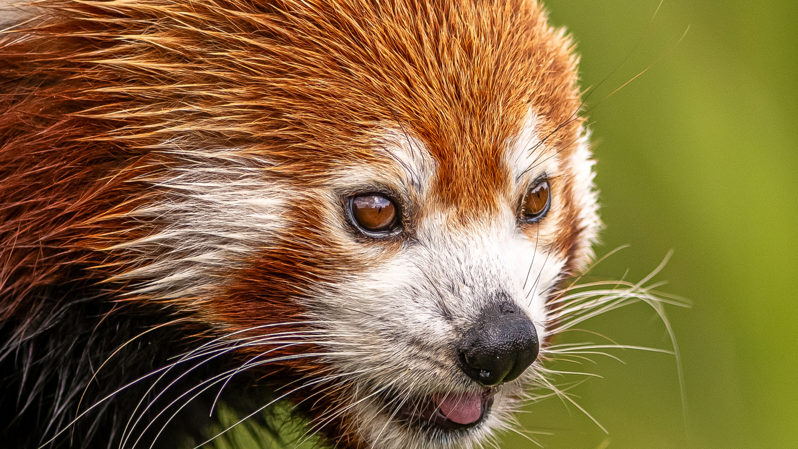 2023 07 26 2023 Red Panda 9 Dr Ywp