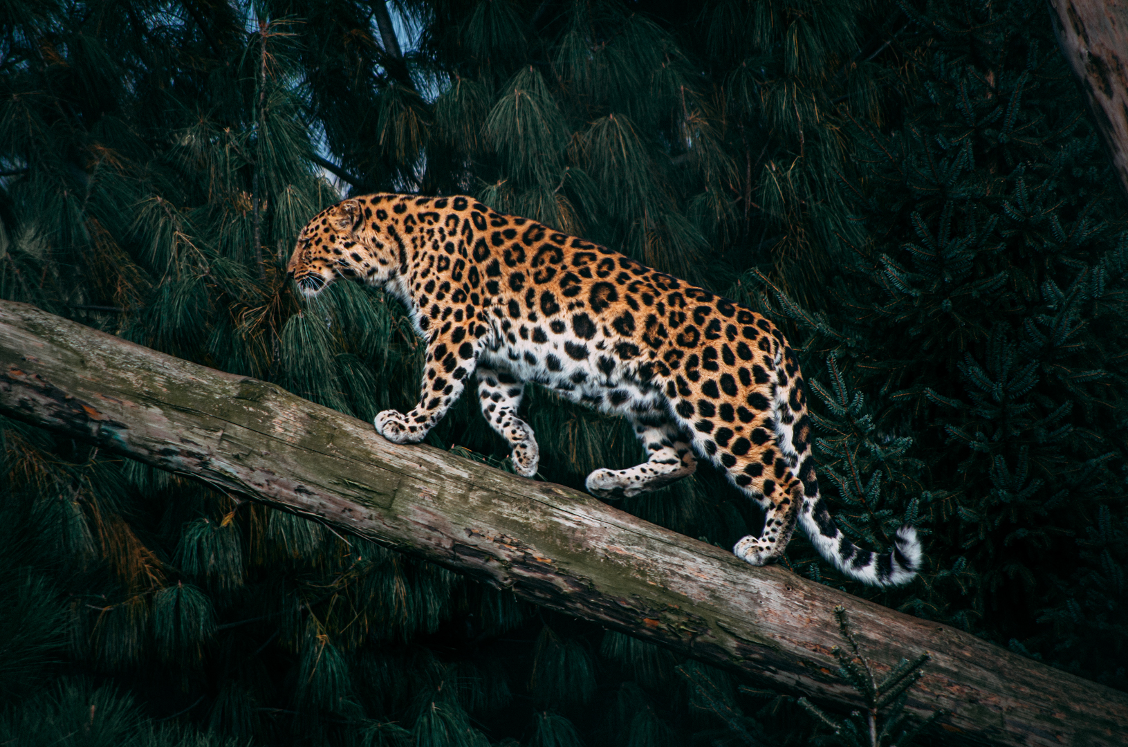 Leopard Cr Sebastian Chambers