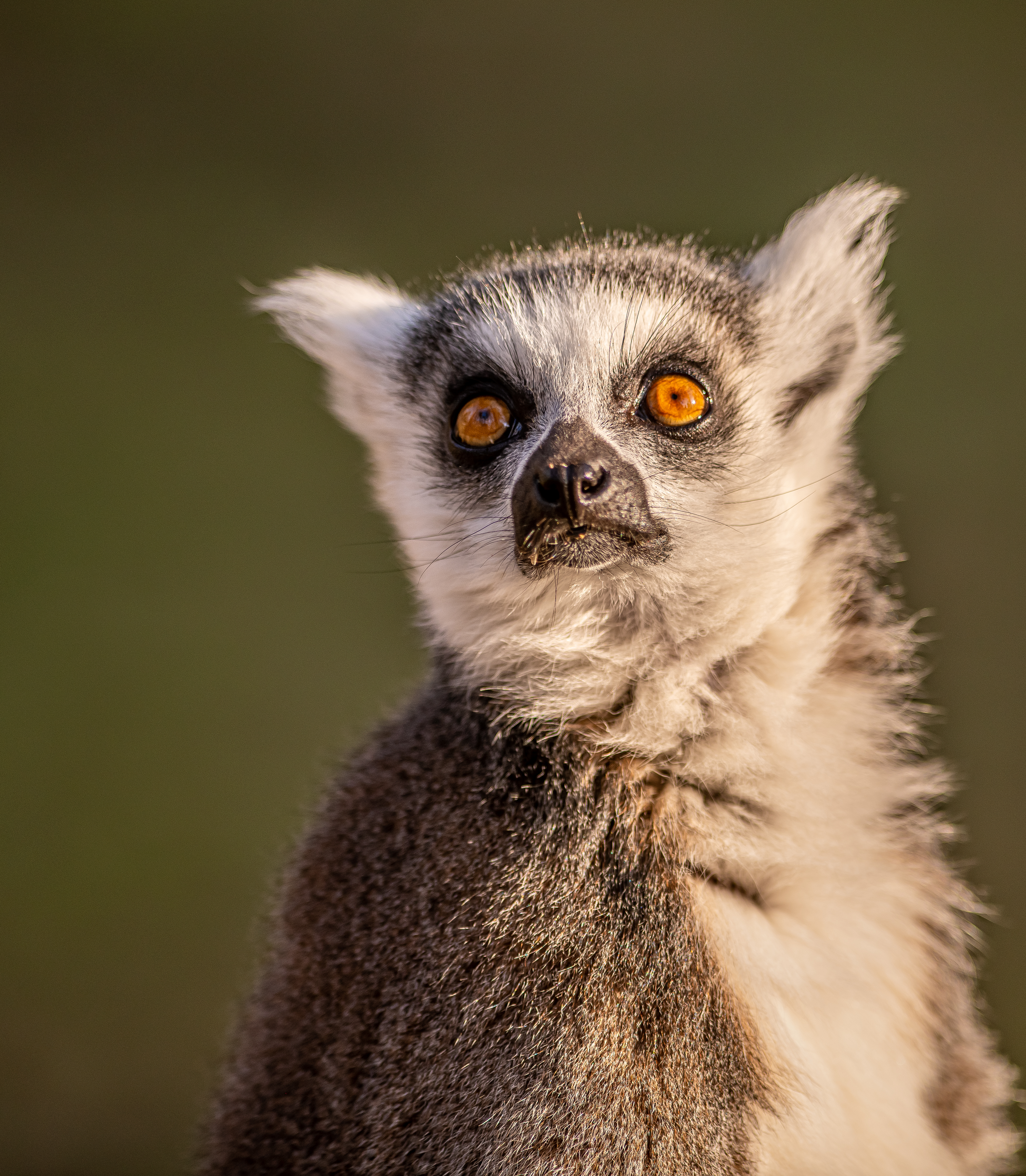 2023 03 09 2023 Ring Tailed Lemur 1 Dr Ywp