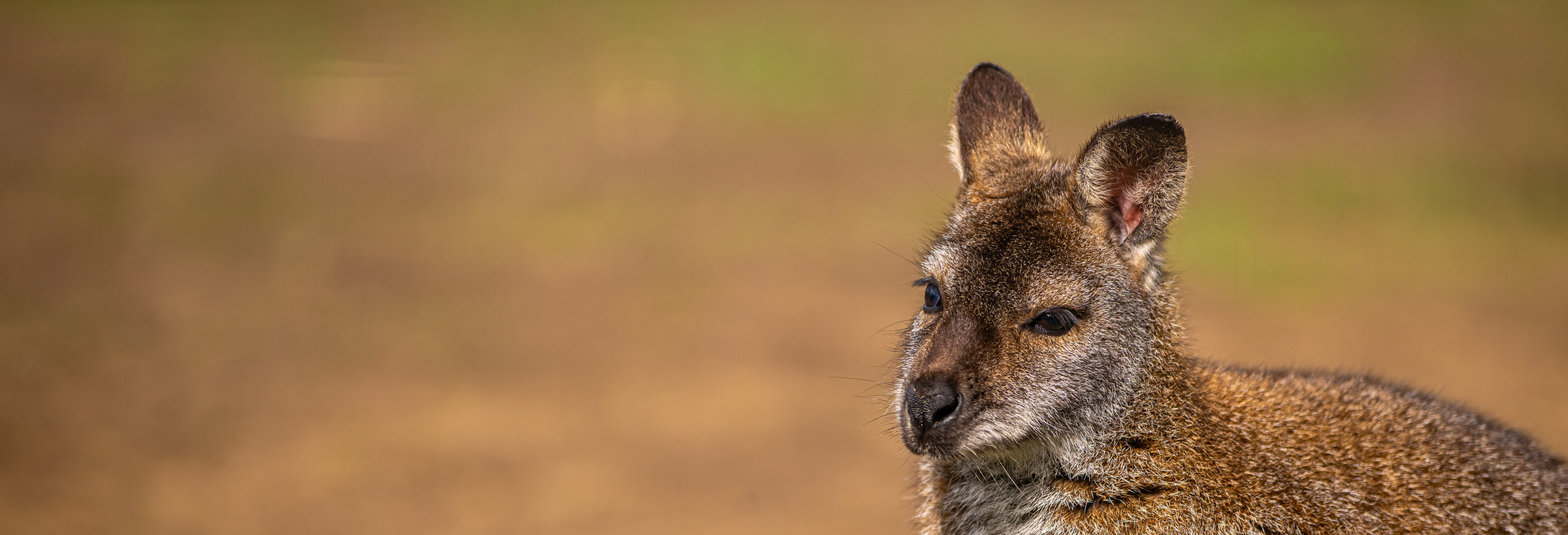 2024 Wallaby Dr Ywp 2