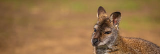 2024 Wallaby Dr Ywp 2