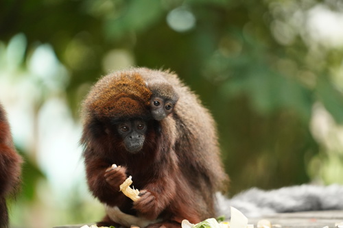 Titi Monkey