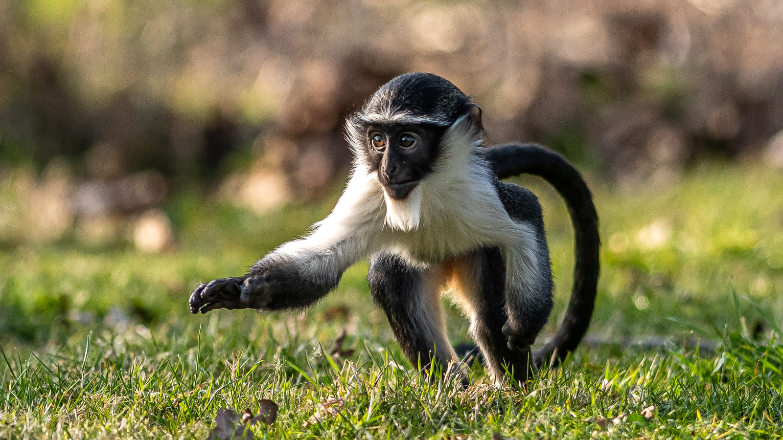2022 04 26 2022Roloway Monkey 16 Dr Ywp