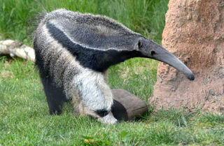 Giant Anteater (CR. Ulli J)