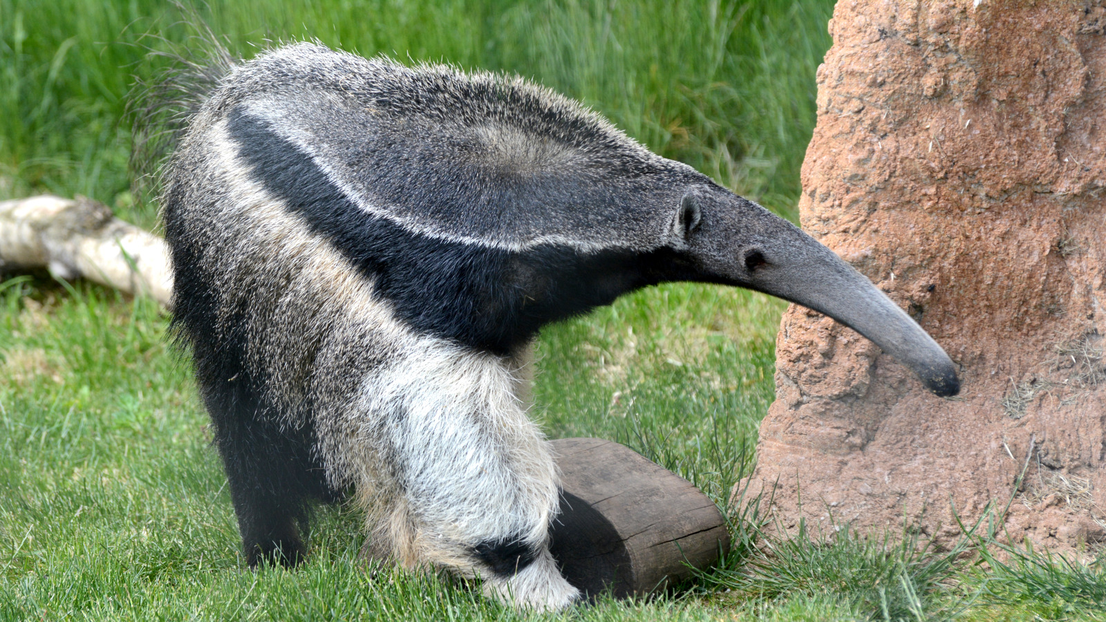 Giant Anteater (CR. Ulli J)