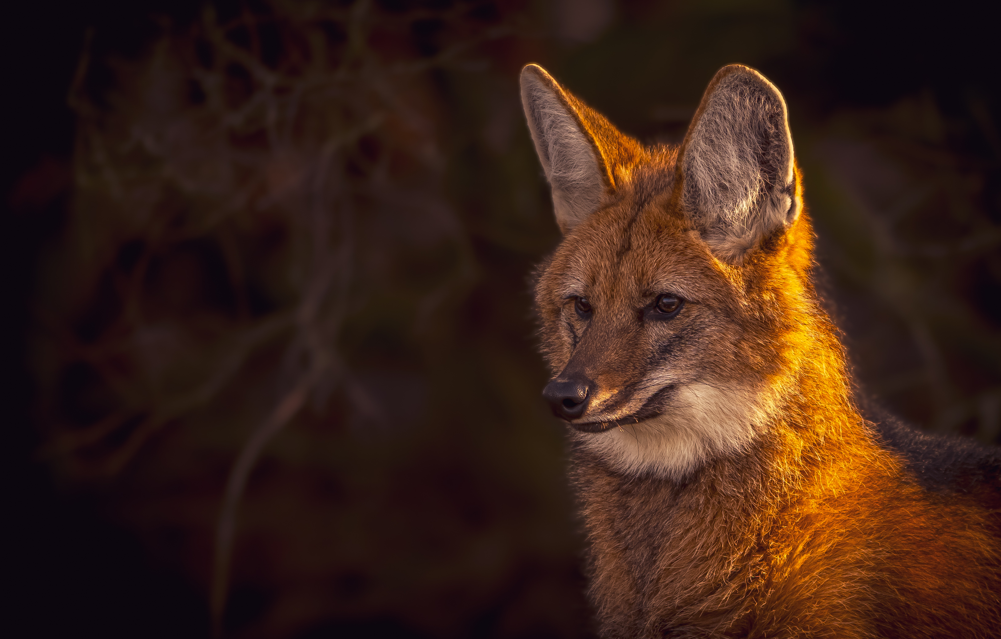 2024 Maned Wolves Dr Ywp 7