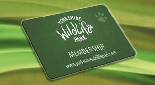 Ywp 1821 Standard And Gold Membership2