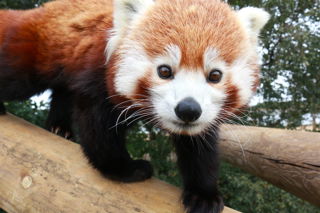 9 Sep International Red Panda Day