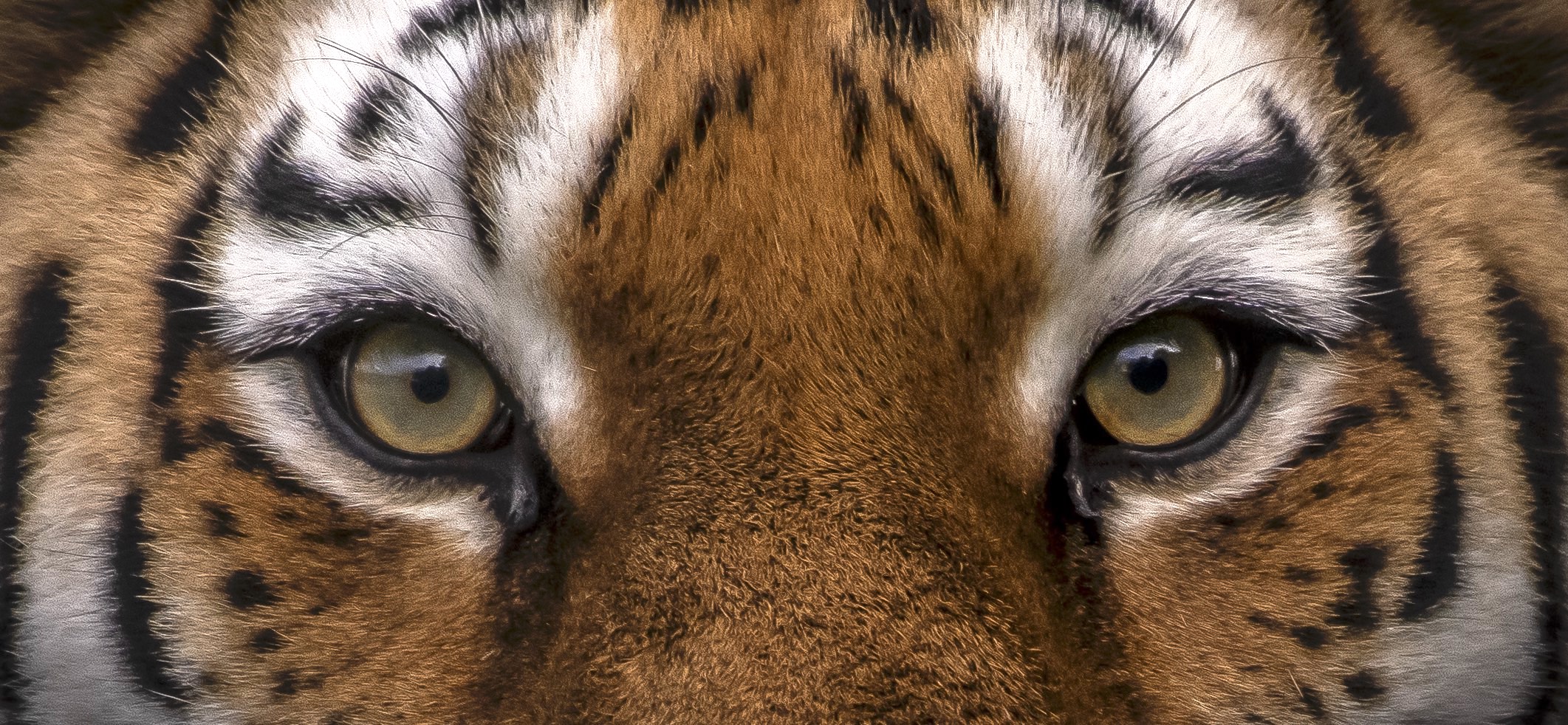 Vladimir Intensity 1 Dr Ywp