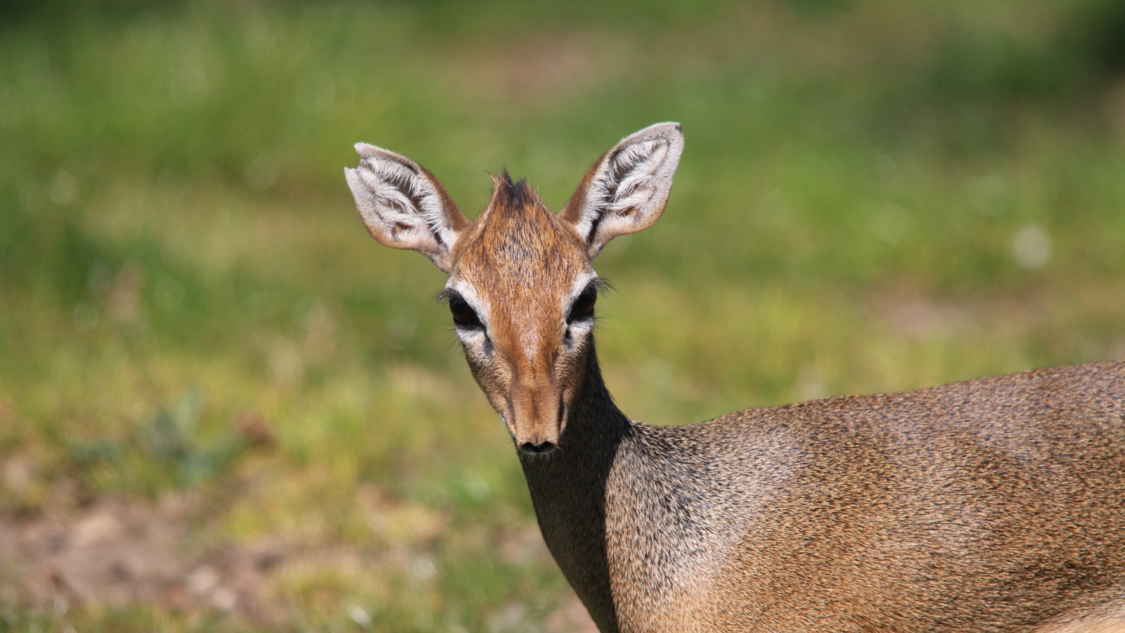 Dik Dik