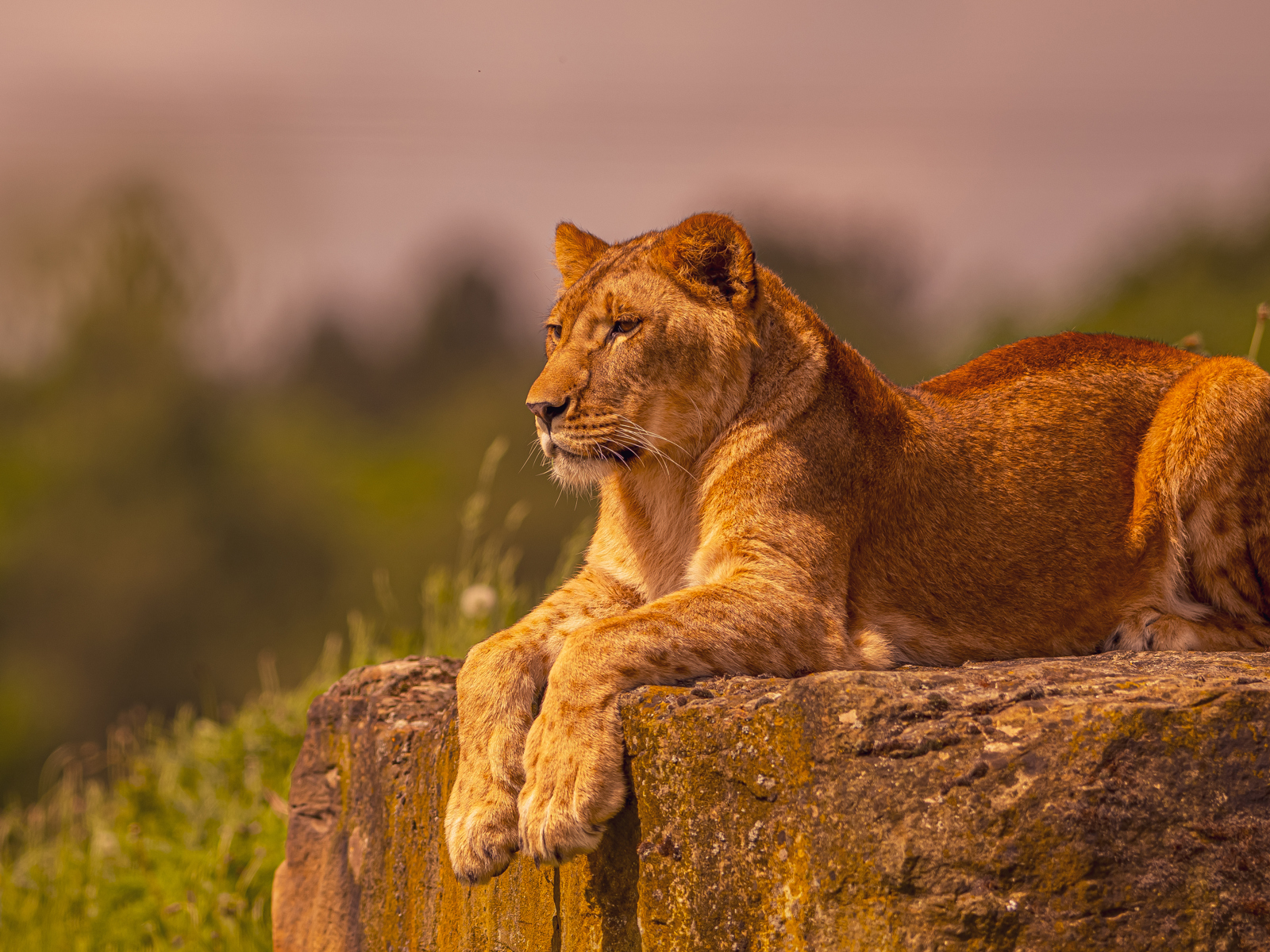 2024 Lion Rescue 2 Dr Ywp 76