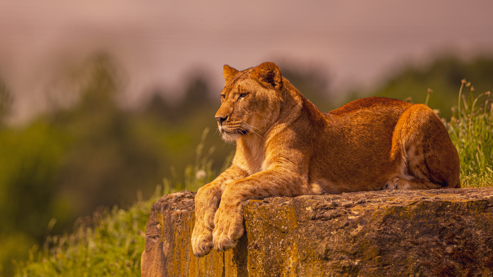 2024 Lion Rescue 2 Dr Ywp 76