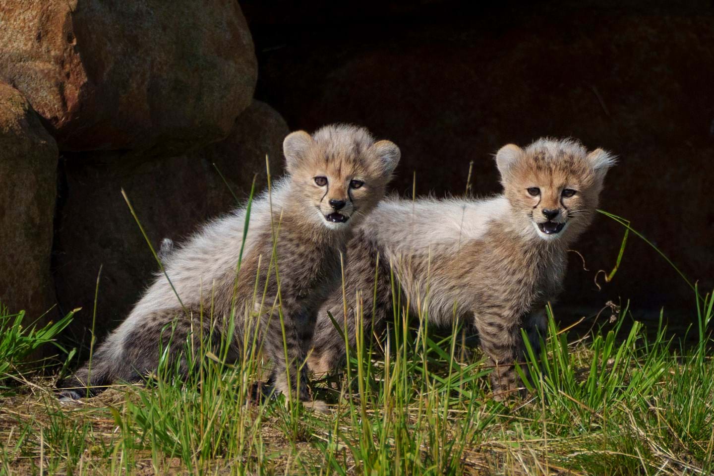 Ywp Cheetah Cubs 014