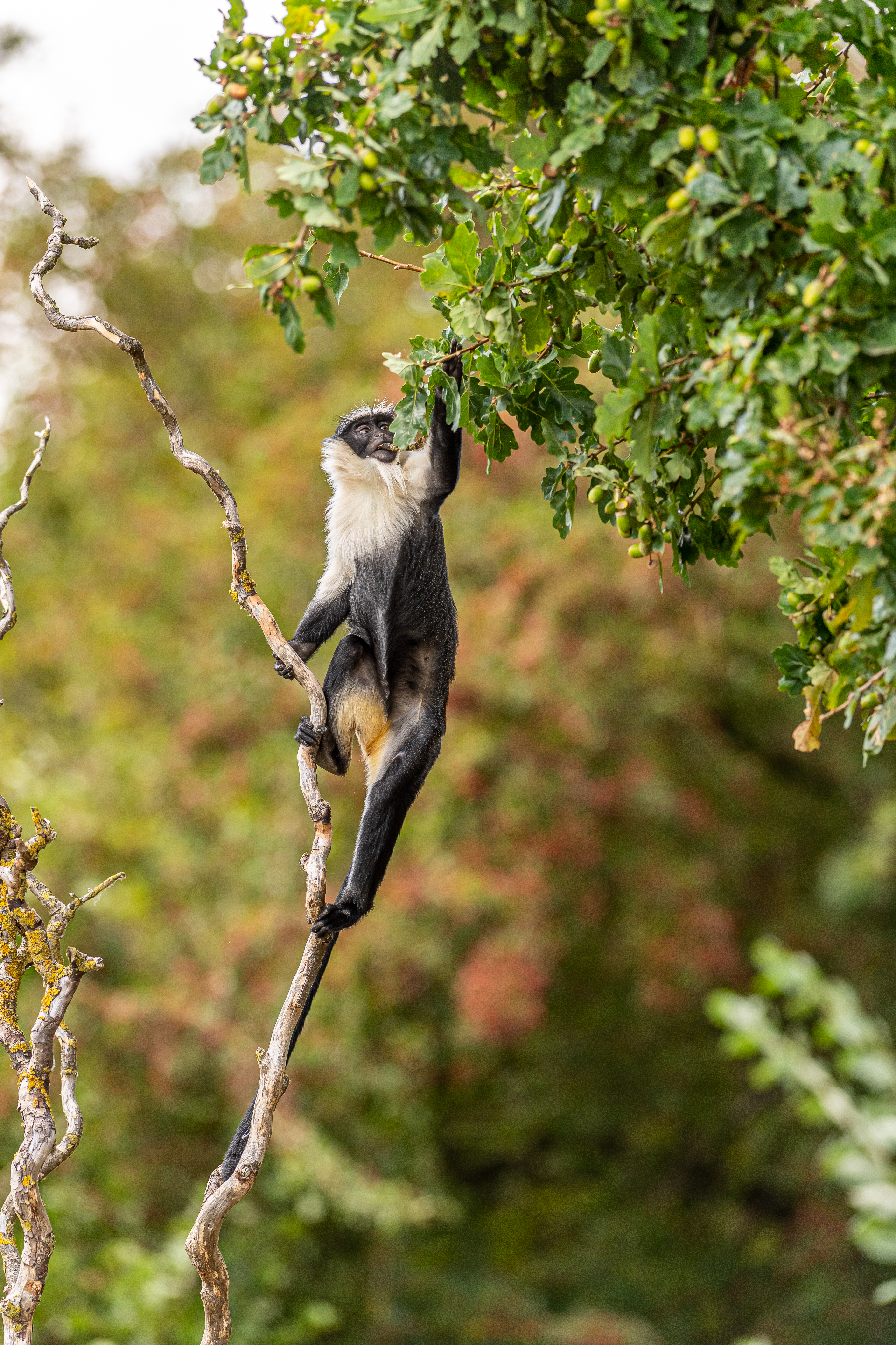 2022 09 29 2022Roloway Monkey 27 Dr Ywp