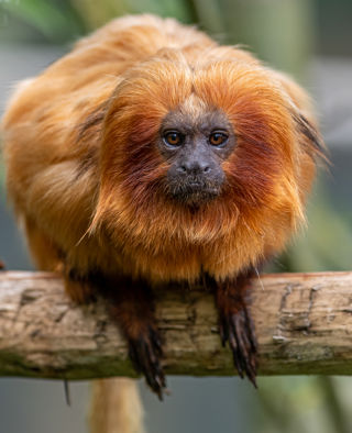 2023 05 31 2023 Golden Lion Tamarin 10 Dr Ywp