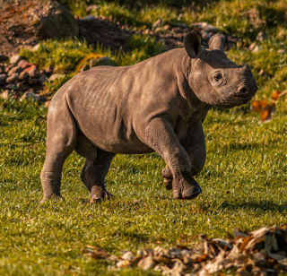 2024 Rocco The Rhino Dr Ywp 37