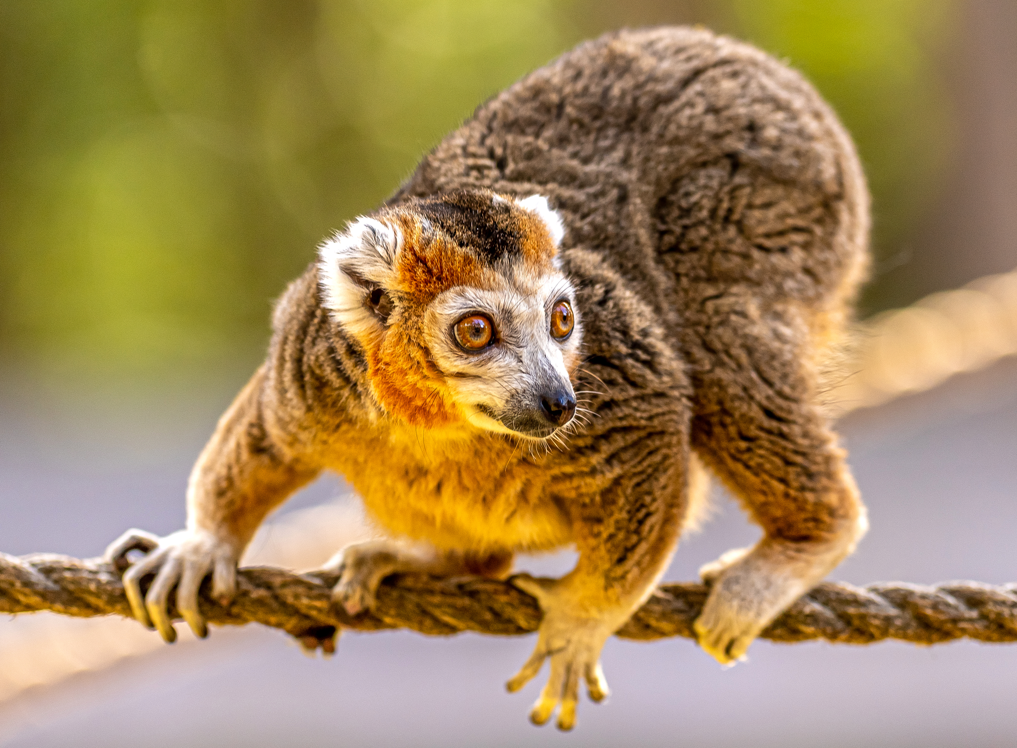 2022Crowned Lemur 50 Dr Ywp Copy