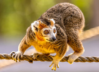 2022Crowned Lemur 50 Dr Ywp Copy