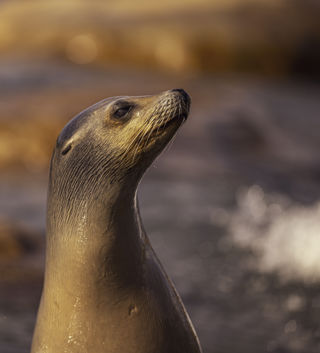 2024 Sea Lions At Point Lobos Dr Ywp 65