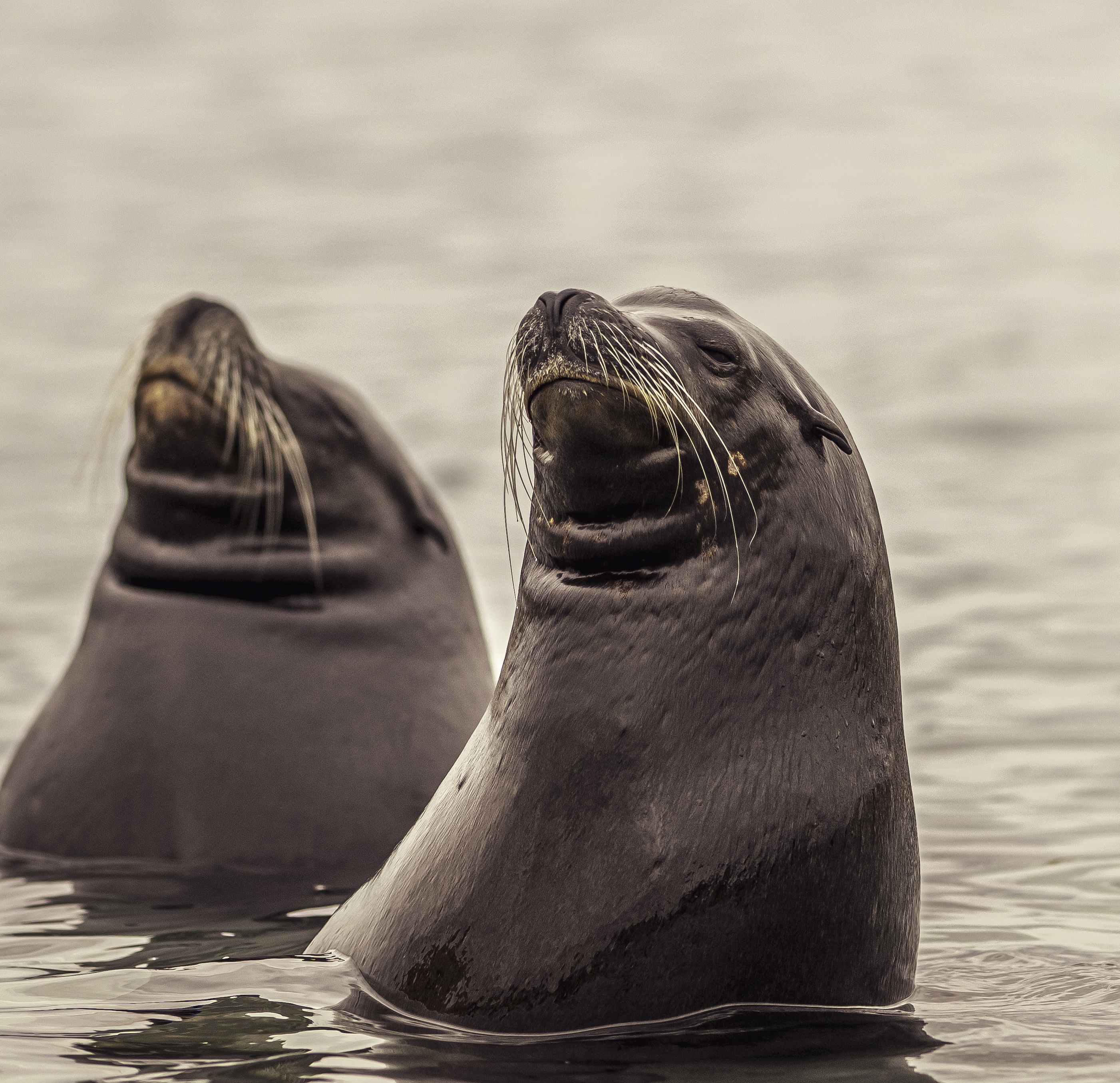 2025 Sea Lions At Point Lobos Dr Ywp 14