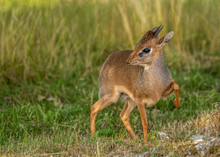 2021 09 17 2021Dik Dik On Guard 1 Dr Ywp