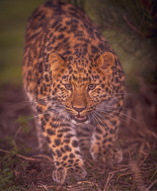 2024 Leopard Heights Auckley Dr Ywp 29