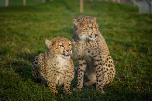 Cheetahs 1