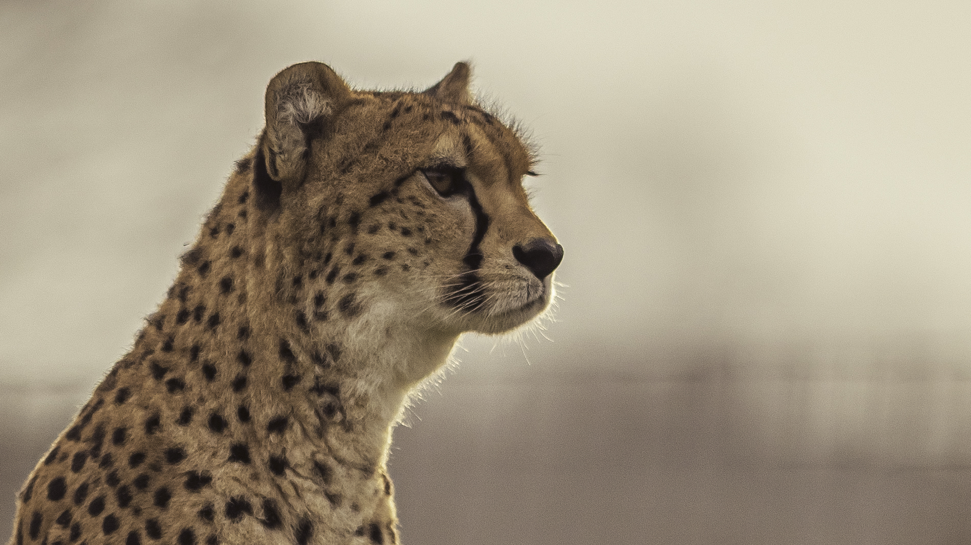 2025 Cheetah Territory Dr Ywp 27