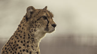 2025 Cheetah Territory Dr Ywp 27