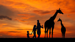 Night Out At The Zoo Test2