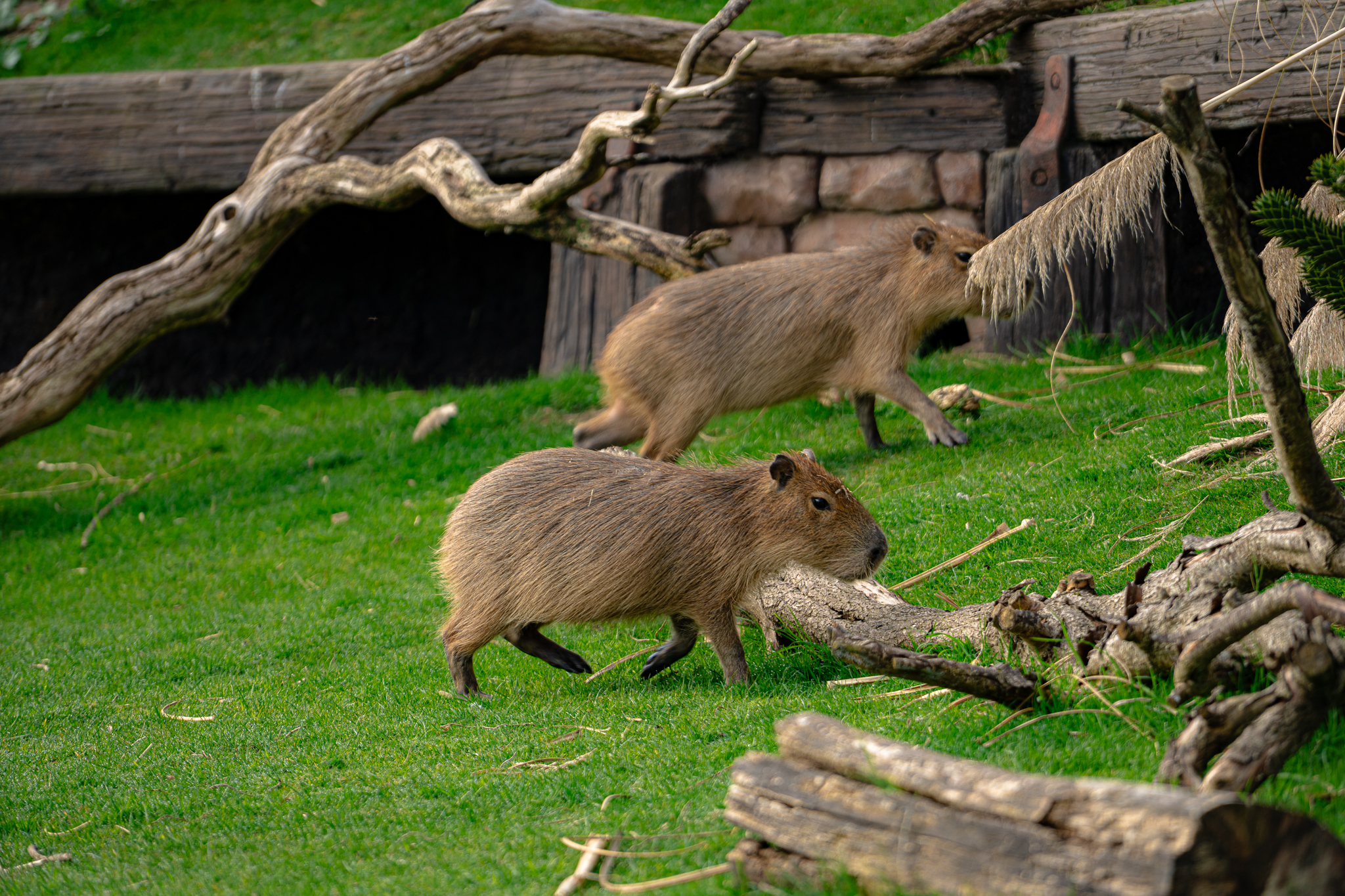 Chip & Dale First Time Outside 8