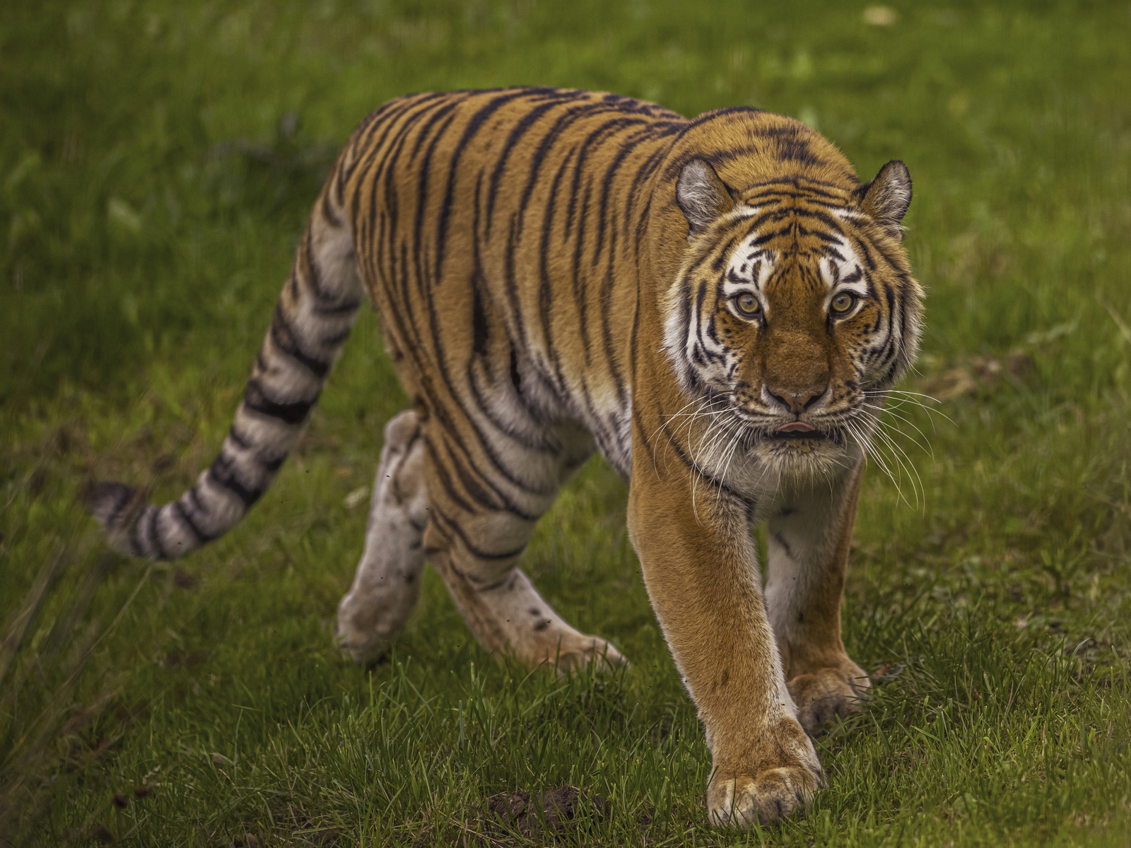 2024 Land Of The Tiger Dr Ywp 51