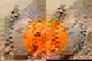 Meerkats With Pumpkin