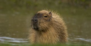 Capybara By Water Cr David Roberts
