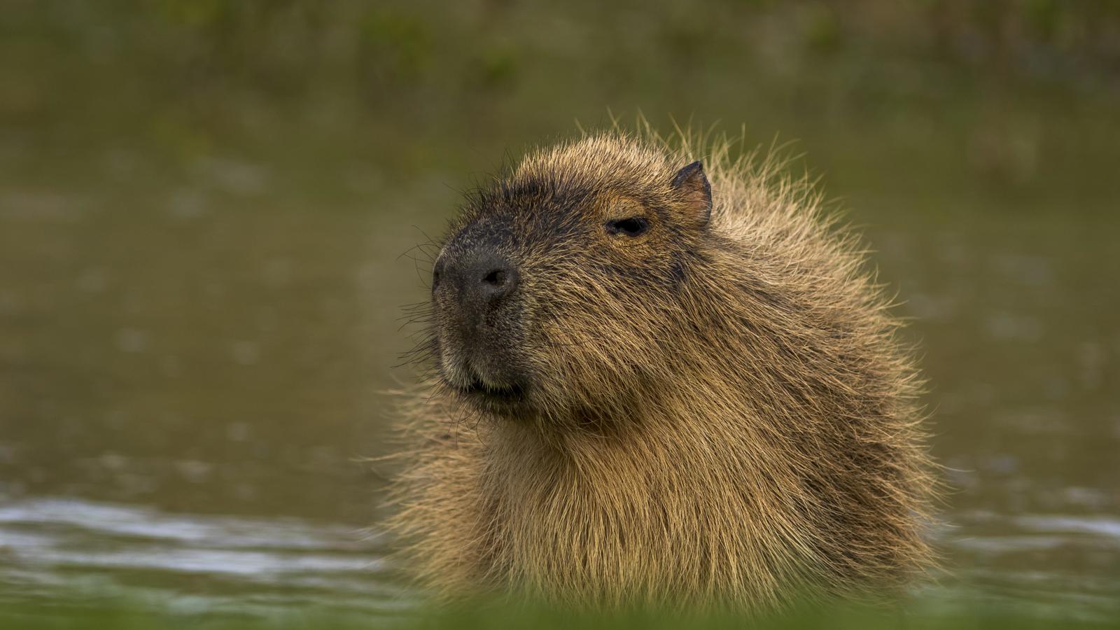 Capybara By Water Cr David Roberts