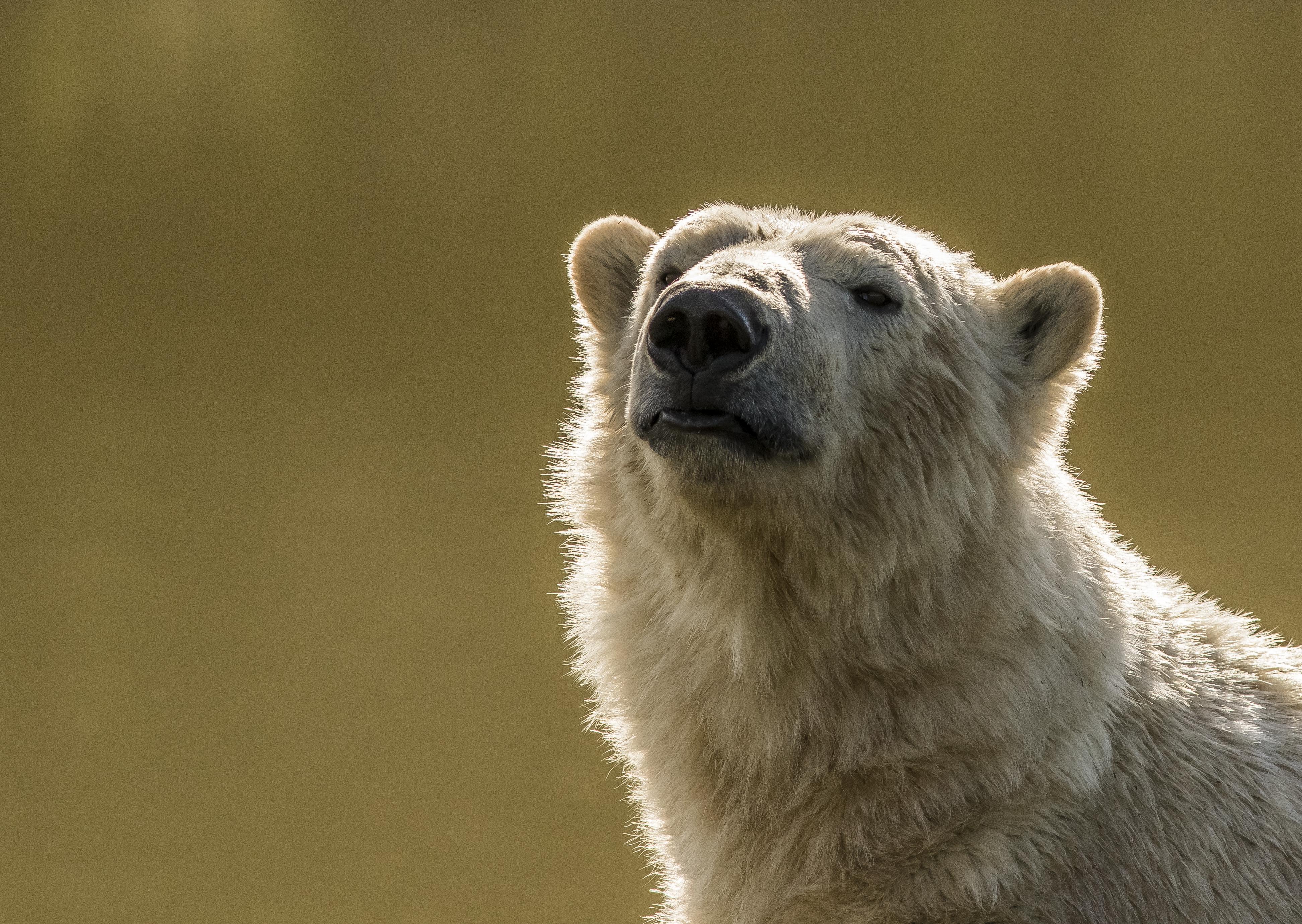 Polar Bear Golden Water 2 Cr David Roberts