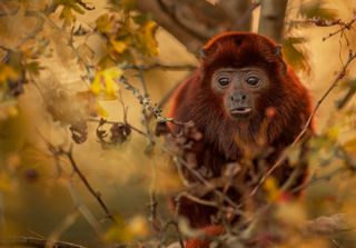 2023 Howler Monkey Dr Ywp 20