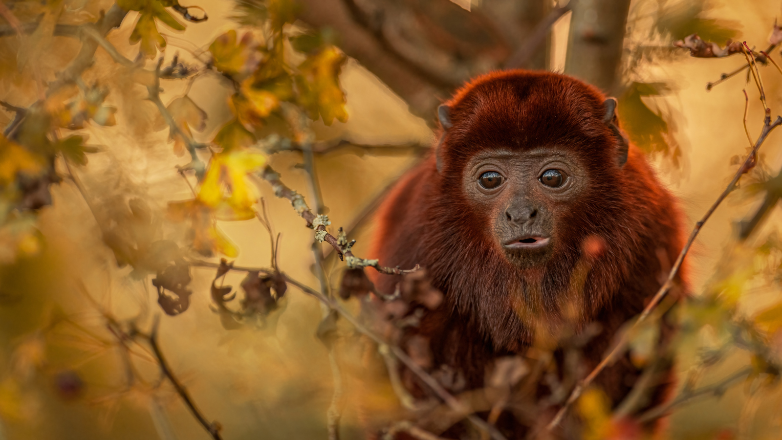 2023 Howler Monkey Dr Ywp 20