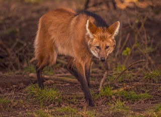 2024 Maned Wolves Dr Ywp 9