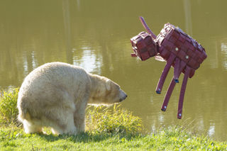 YWP Halloween Polarbear 011