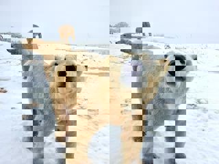 Polar Bears In Snow At Ywp