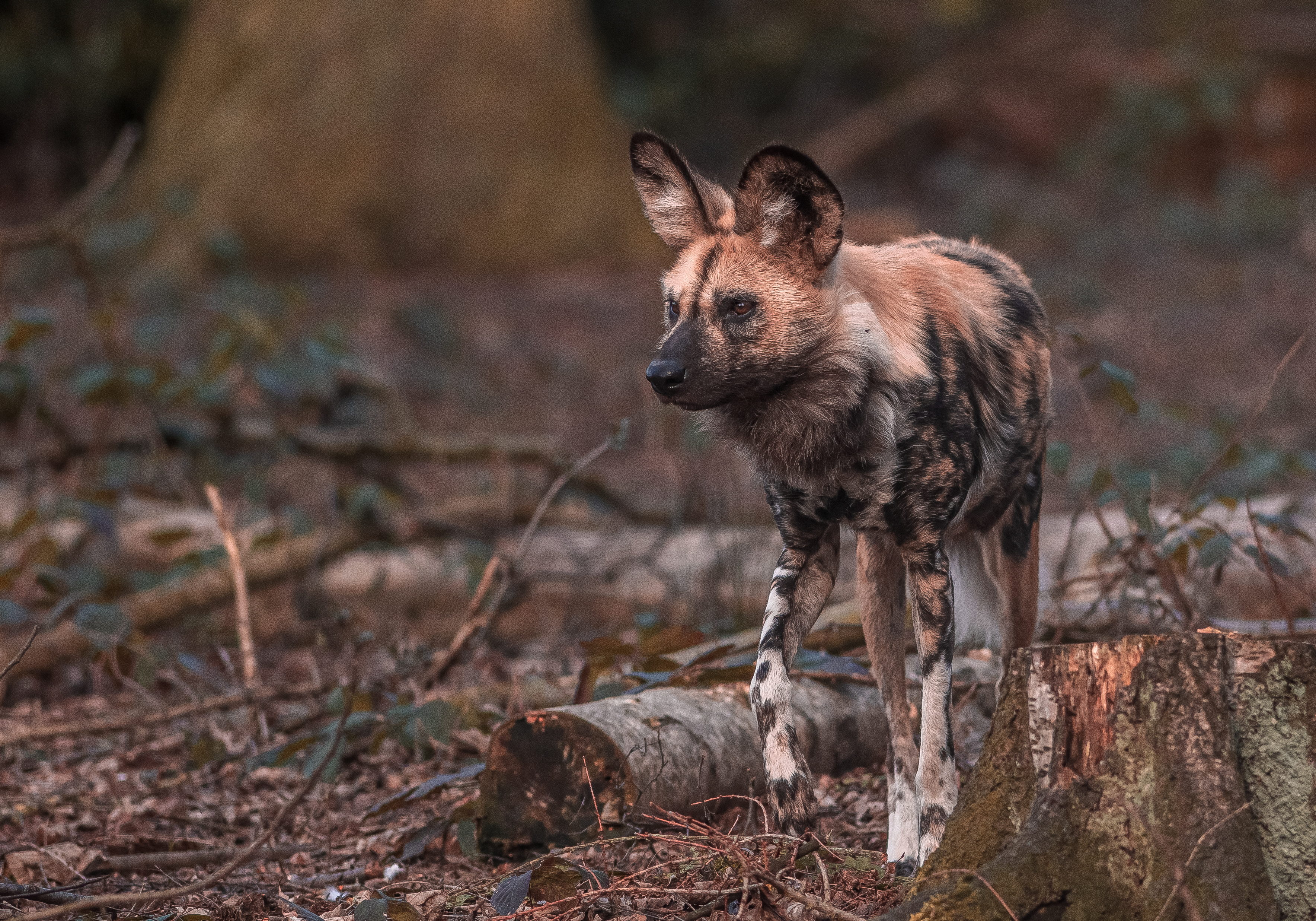 2022 03 21 2022Painted Dog Catching The Light 5 Dr Ywp