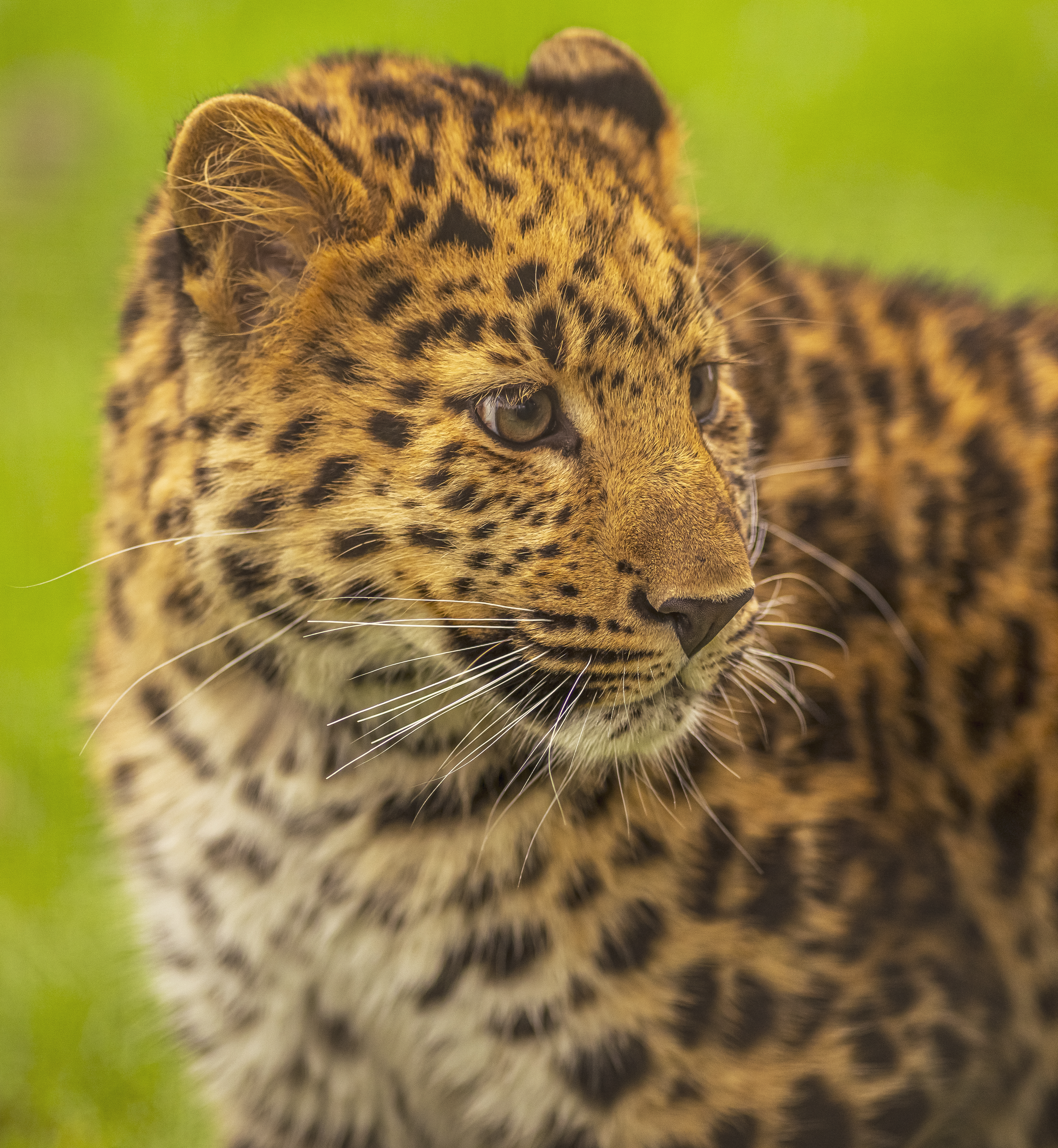 2025 Leopard Heights Dr Ywp 42