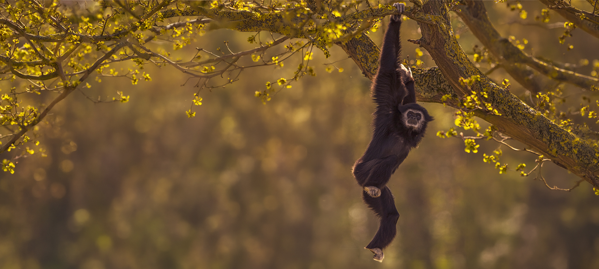 Lar Gibbon
