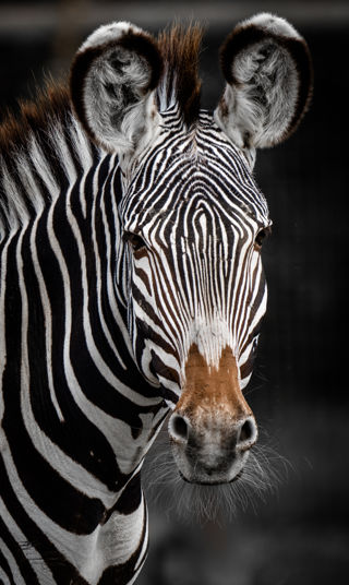 Zebra Stunning Liam Tattersall