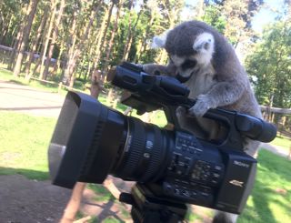Lemur On Camera