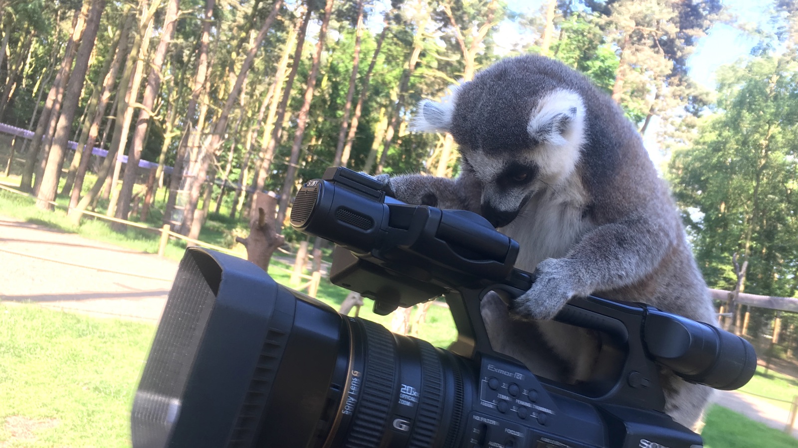 Lemur On Camera