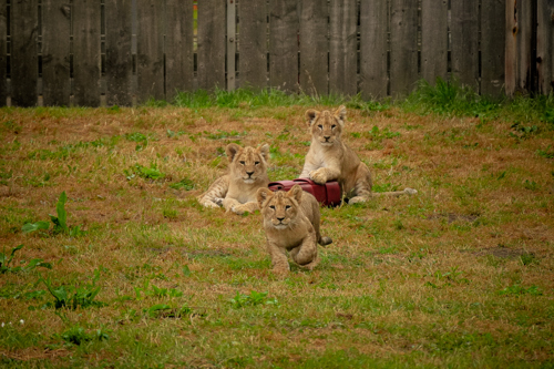 Lion Cubs 1